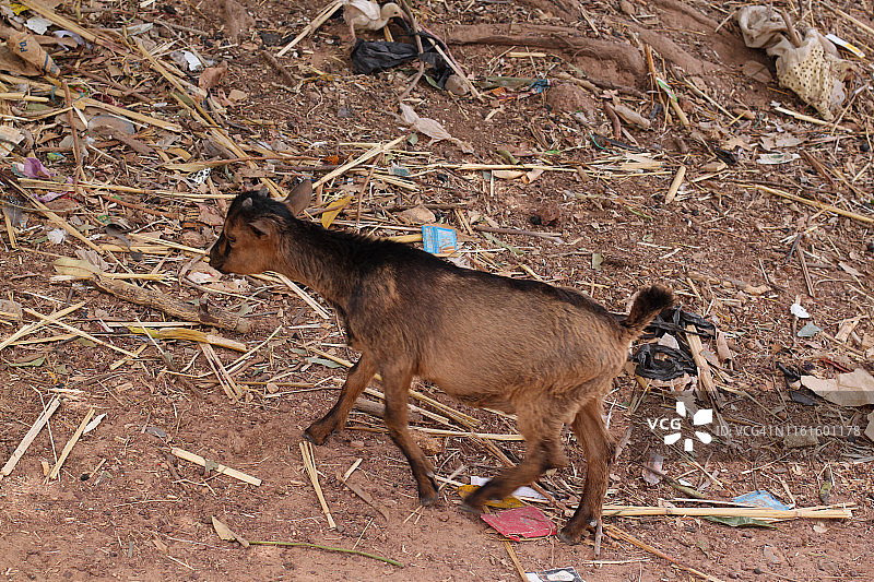 西非马里的野生动物图片素材