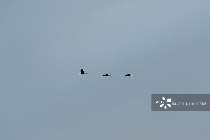 简单的鸟类编队图片素材