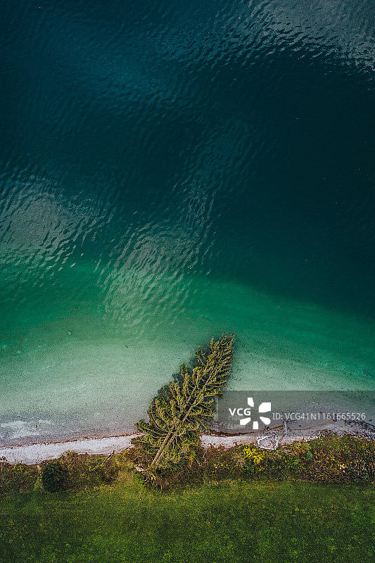 从上往下看，德国瓦尔兴湖岸边的倒树图片素材