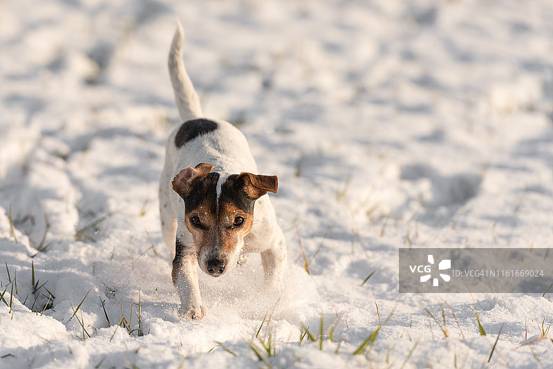在冬季白雪皑皑的草地上奔跑的杰克罗素梗犬图片素材