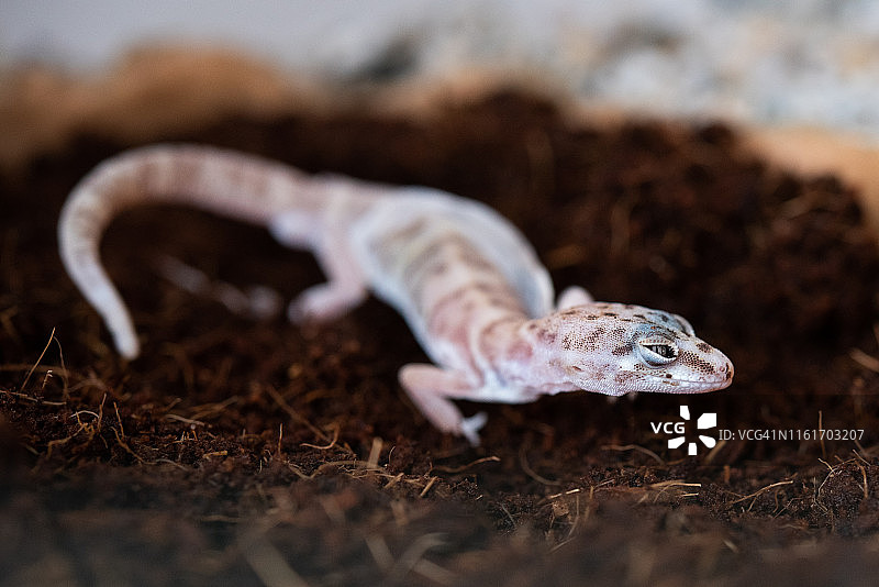 杂色裸趾虎（沙漠带状壁虎）图片素材