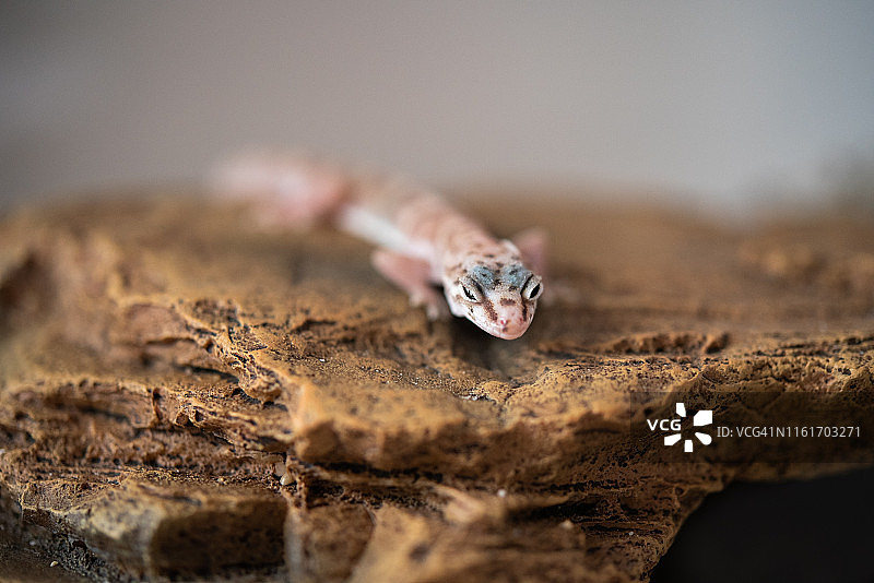 杂色裸趾虎（沙漠带状壁虎）图片素材