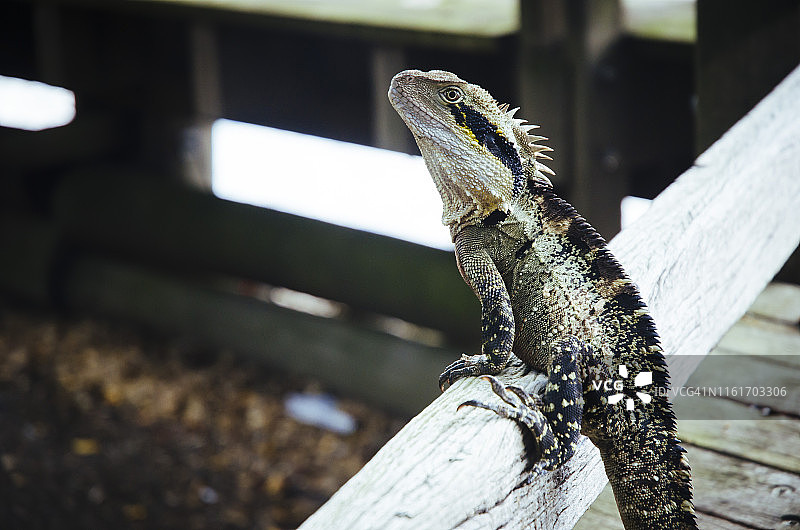澳大利亚水龙：栖息在布里斯班的木栅栏上图片素材