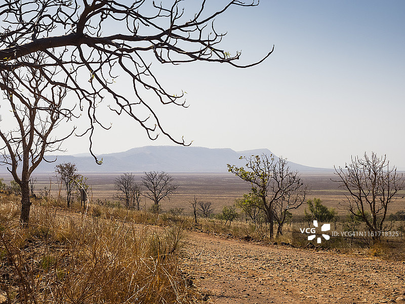 吉 Telegraph 山的木棉和猴面包树图片素材