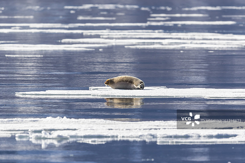冰上的髯海豹图片素材