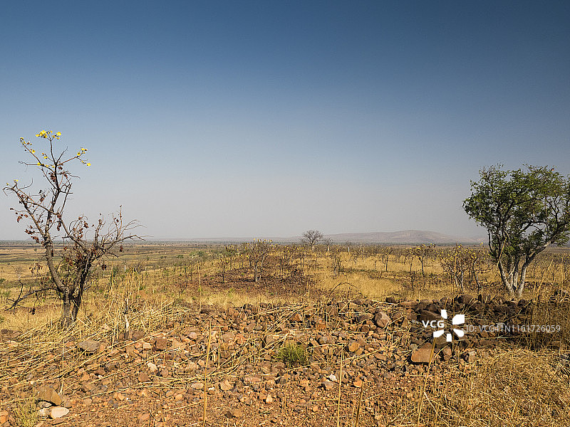 猴面包树，电报山，帕里泻湖自然保护区图片素材