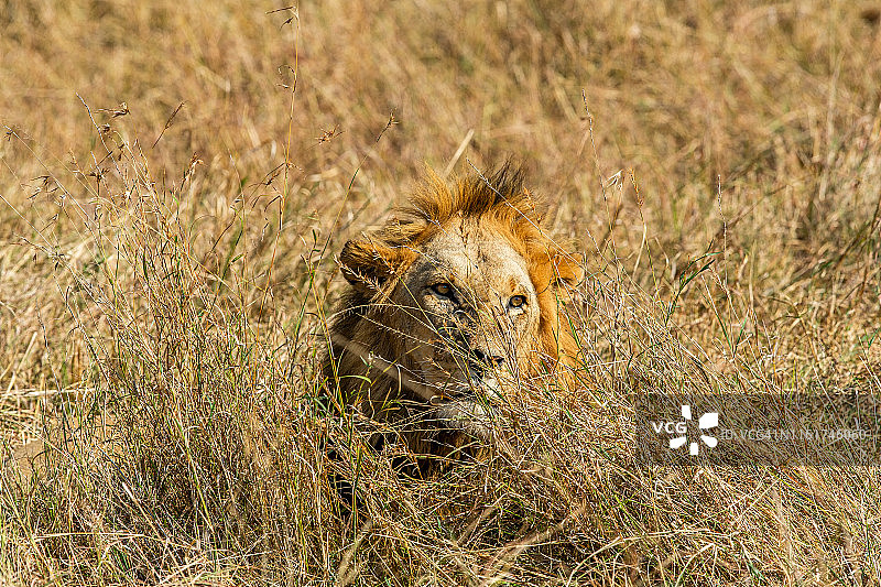 隐藏在灌木丛后的狮子 - 狩猎伪装图片素材