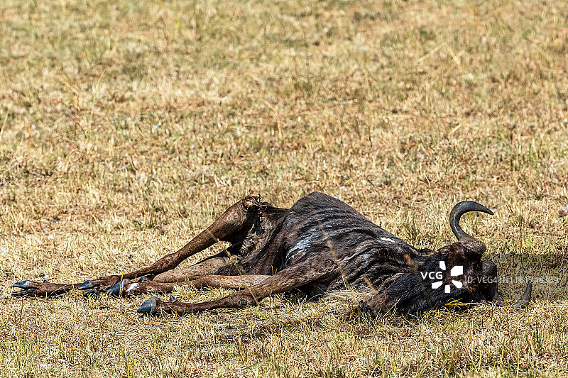 野生环境中的死角马 - 腐肉图片素材