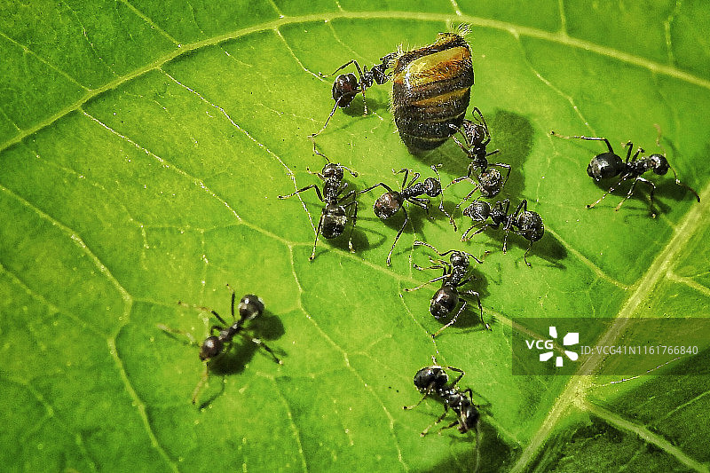 蚂蚁搬运蜜蜂尸体图片素材