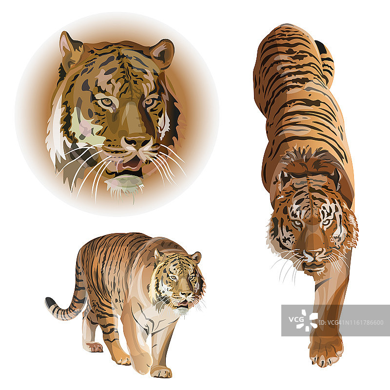老虎矢量素材图片素材