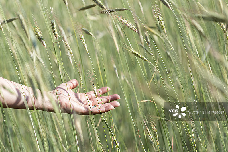 女人手触摸大麦图片素材