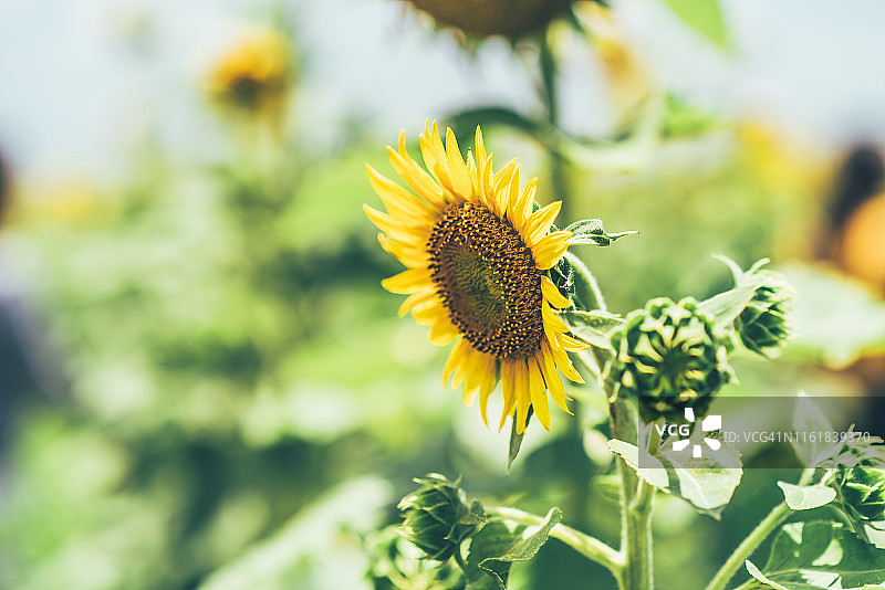 蓝天白云下的田野夏日向日葵图片素材