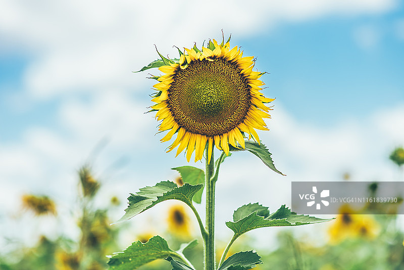 蓝天白云下的田野夏日向日葵图片素材