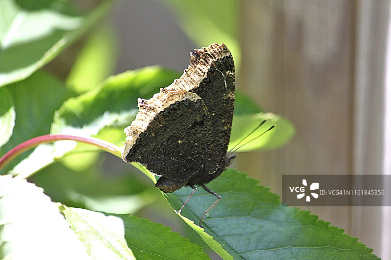黑裙边眼蝶图片素材