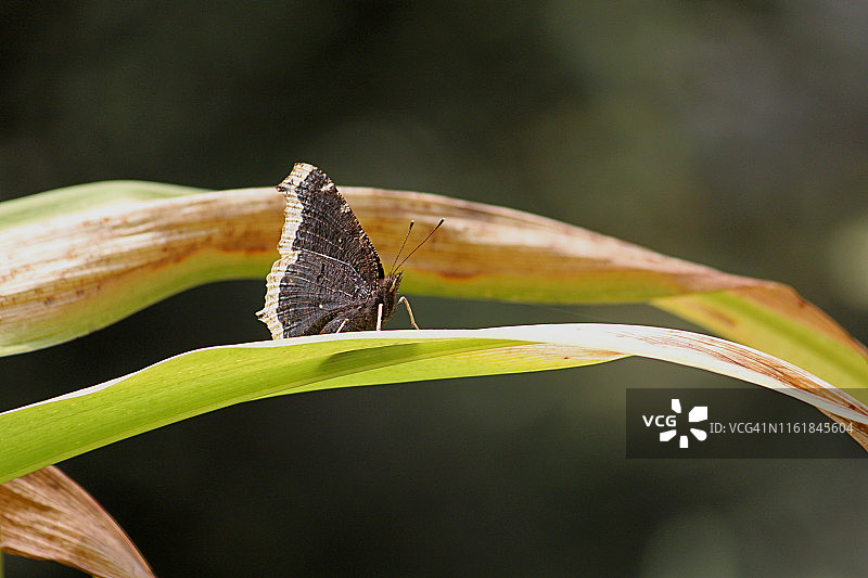 黑裙边眼蝶图片素材