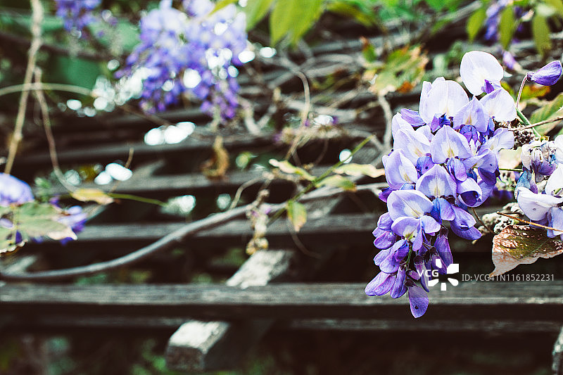 老旧木制天花板与紫色植物图片素材