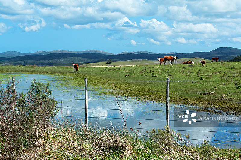 奶牛在乌拉圭马尔多纳多省的绿色田野里吃草图片素材
