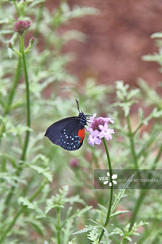 Eusmaeus Atala蝴蝶图片素材