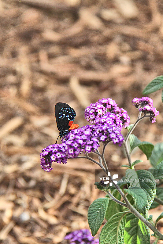 Eusmaeus Atala蝴蝶图片素材