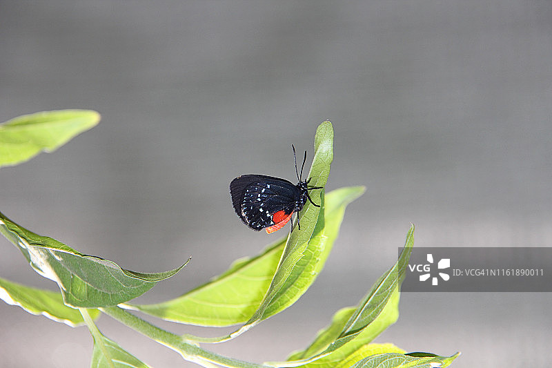 Eusmaeus Atala蝴蝶图片素材