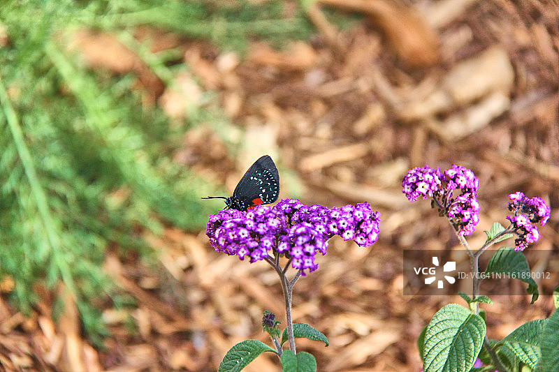 Eusmaeus Atala蝴蝶图片素材