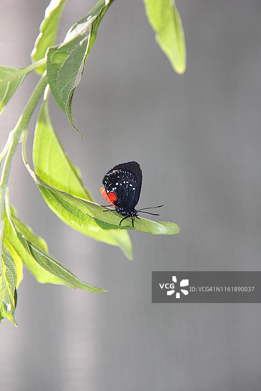 Eusmaeus Atala蝴蝶图片素材