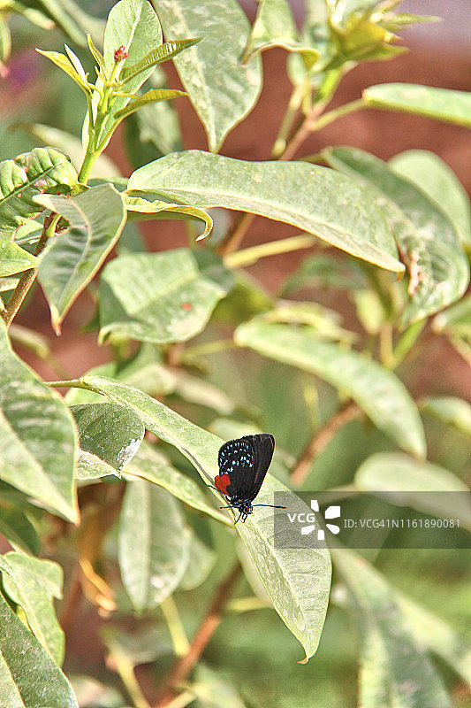 Eusmaeus Atala蝴蝶图片素材