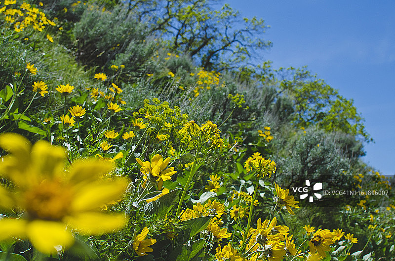 黄色的花山坡图片素材