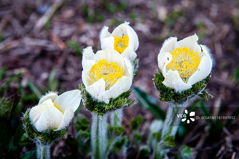 西部白头翁图片素材