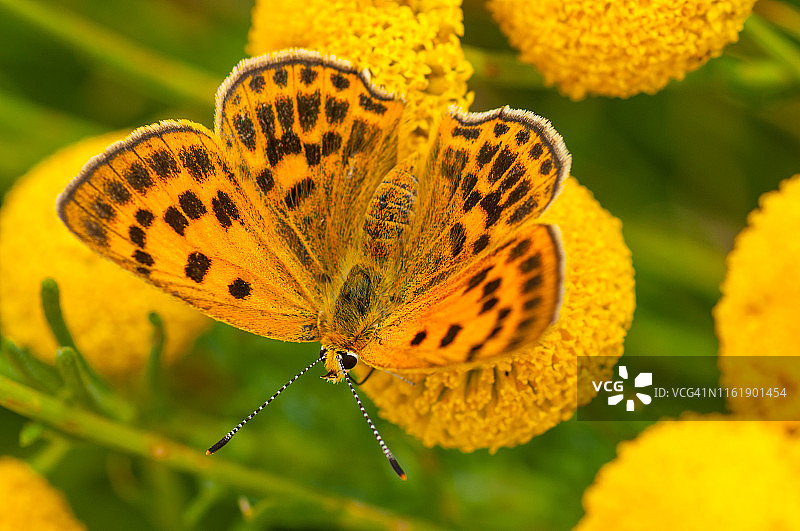 稀有铜色蝴蝶图片素材
