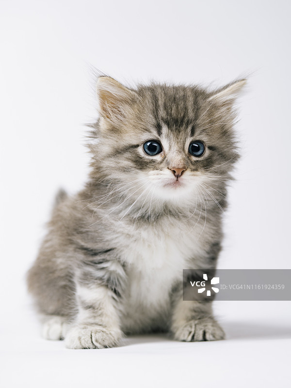 挪威森林猫图片素材