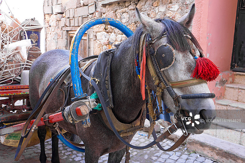 双马车肖像图片素材