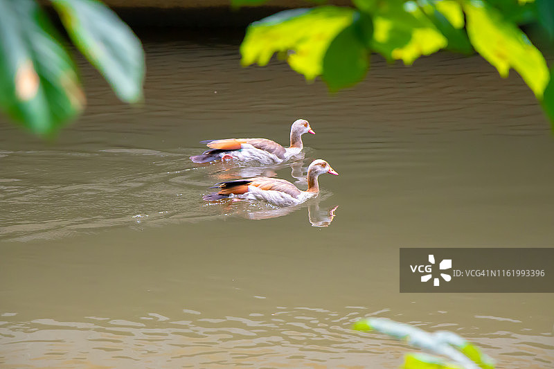 在河边的埃及雁与幼鸟图片素材