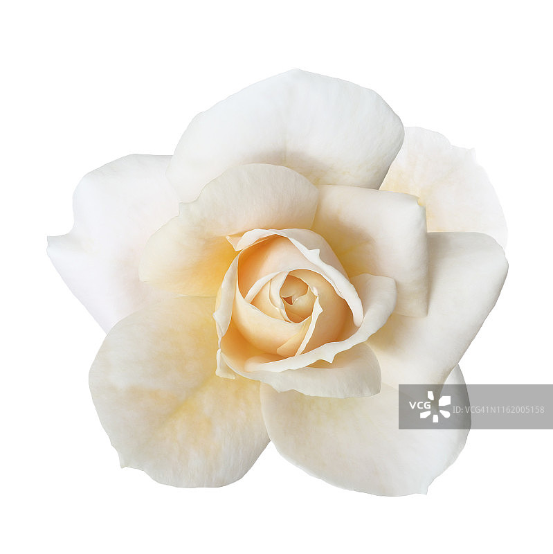 白色玫瑰花图片素材
