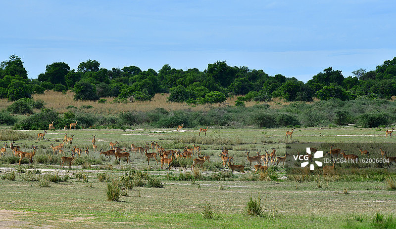 艾伯特湖尼罗河三角洲沿岸的乌干达考布羚羊群图片素材