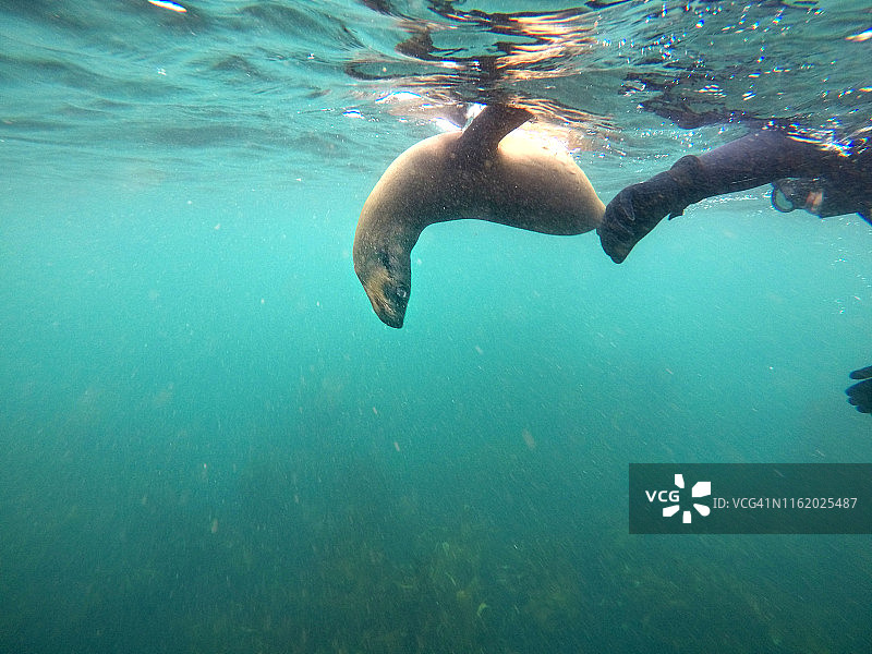 水肺潜水员触摸野生海豹图片素材