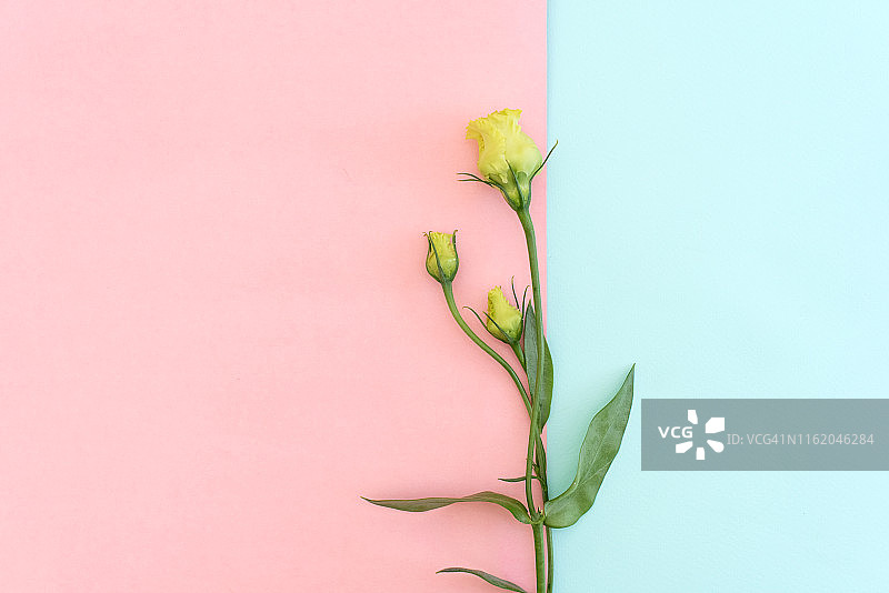 桌子上美丽的春季毛茛花花瓶，有文字空间图片素材