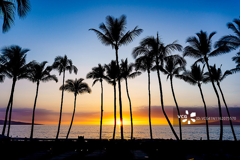 日落时分的一排棕榈树图片素材