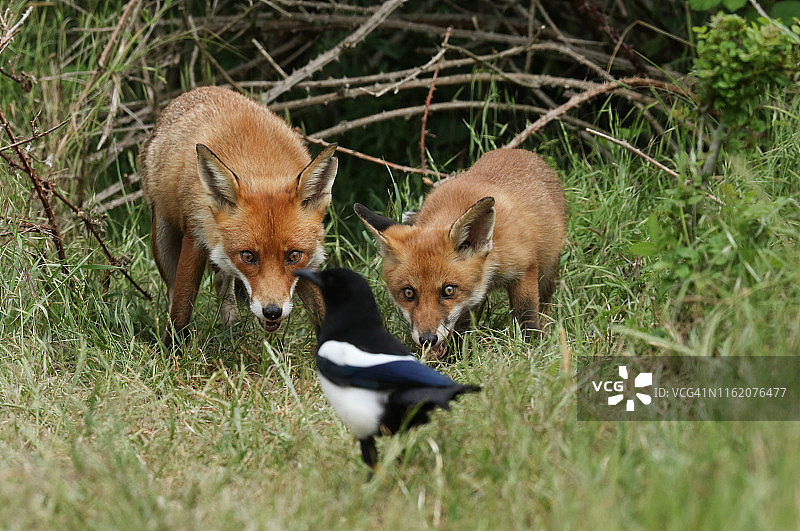 一只红狐狸和它可爱的幼崽站在洞穴入口图片素材