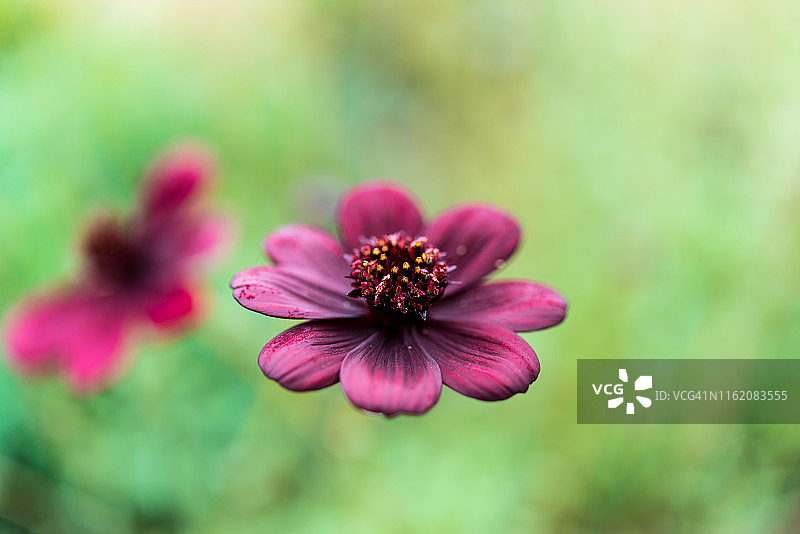 巧克力 cosmos图片素材