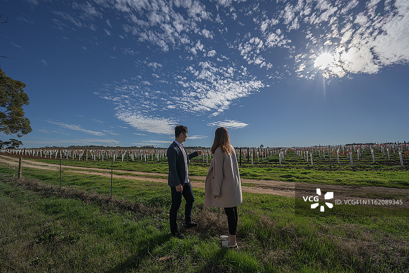 南澳大利亚葡萄园图片素材