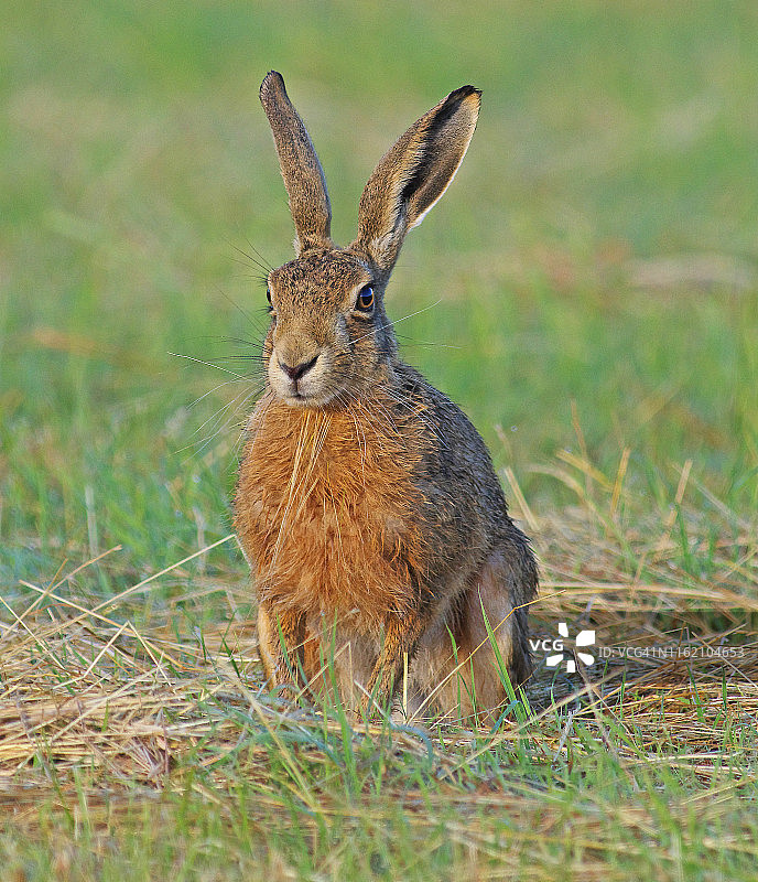 兔子(Lepus europaeus)图片素材