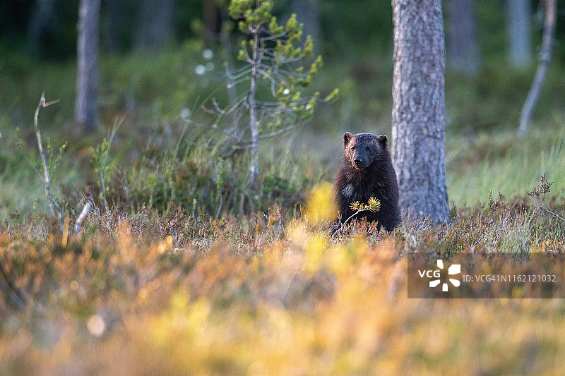 瑞典森林中的狼獾图片素材