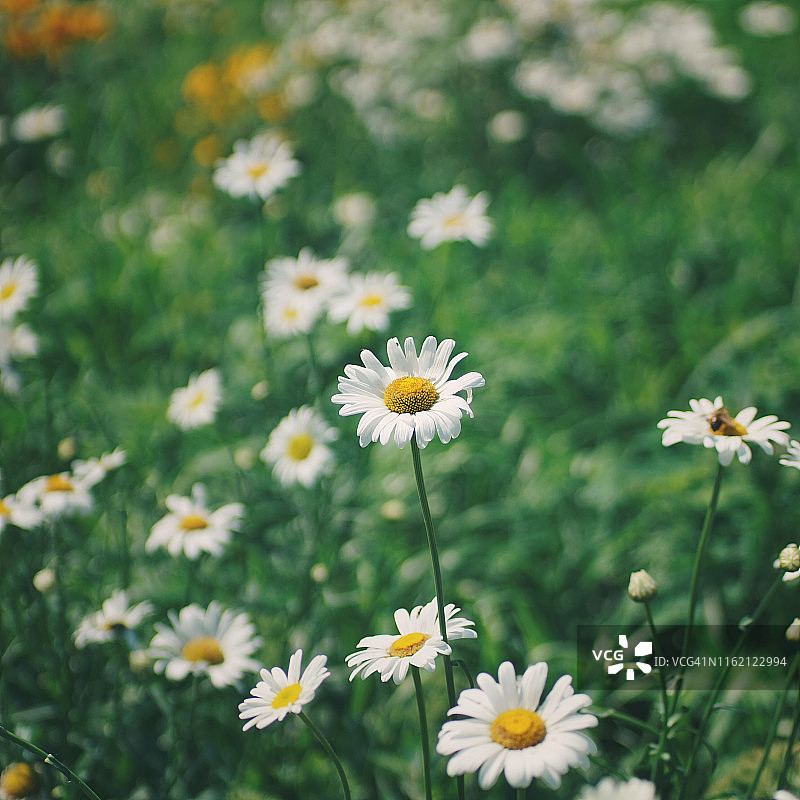 大滨菊图片素材