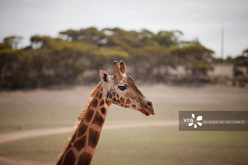 野生长颈鹿图片素材