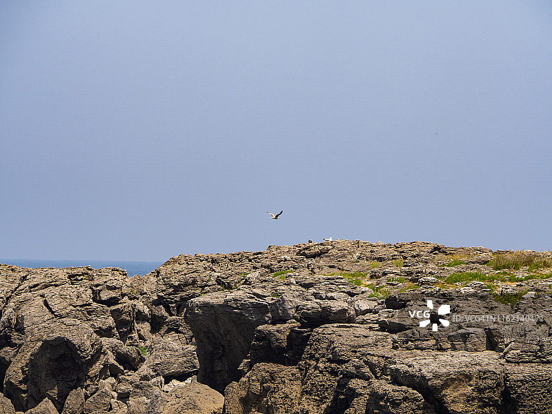 岩石中的海鸥肖像图片素材