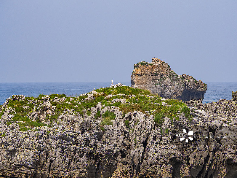 岩石中的海鸥肖像图片素材