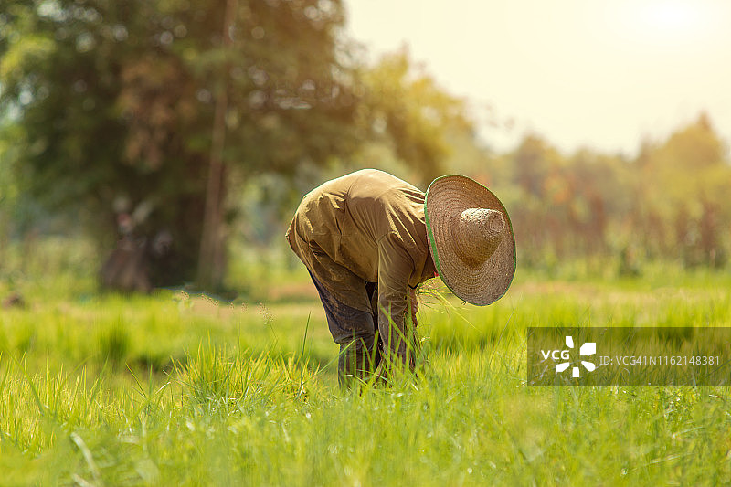 泰国农民水稻种植图片素材