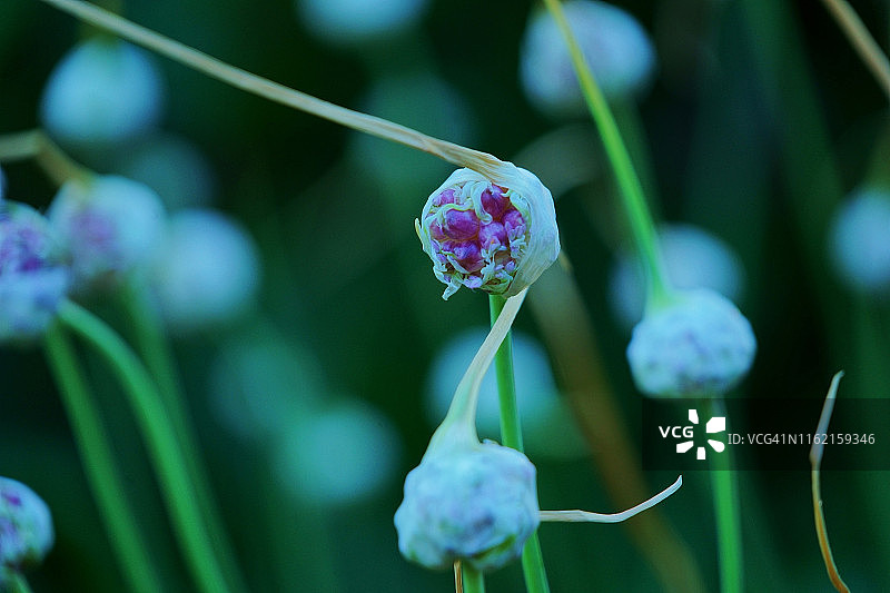 紫色花朵的美丽夏日图案背景，大蒜花特写，自然艺术光线图片素材