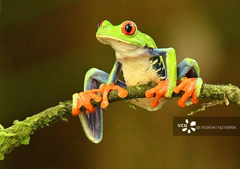挂在树枝上的野生树蛙图片素材